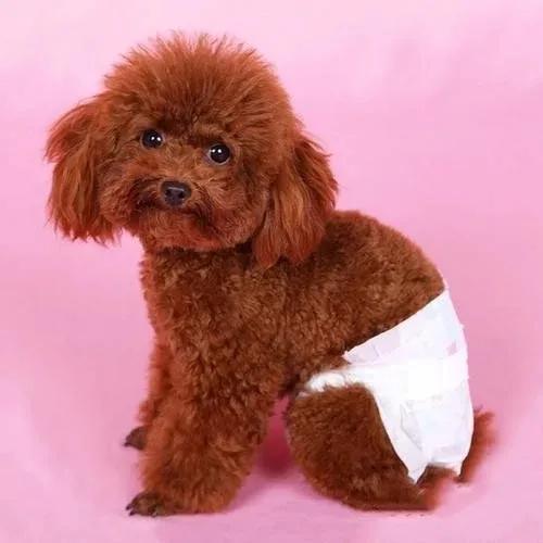 泰迪乱骑怎么办,泰迪为什么老是喜欢蹭我腿