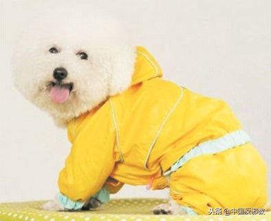 疯了!为了能和中国人一起干这事儿,老外们绞尽脑汁甚至组团去白宫*愿请**!