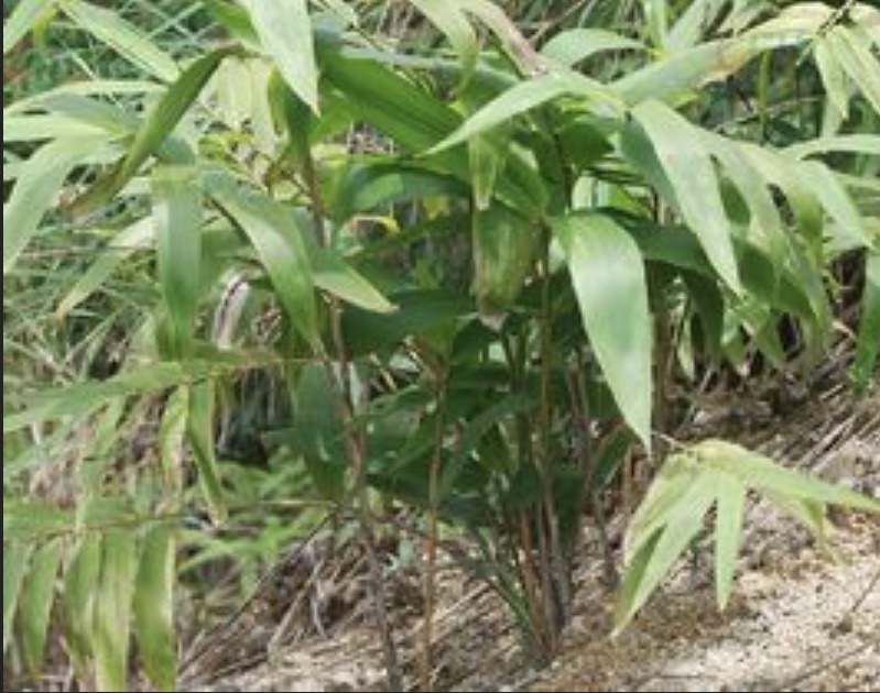 樱花死亡的故事,樱花死亡原因分析