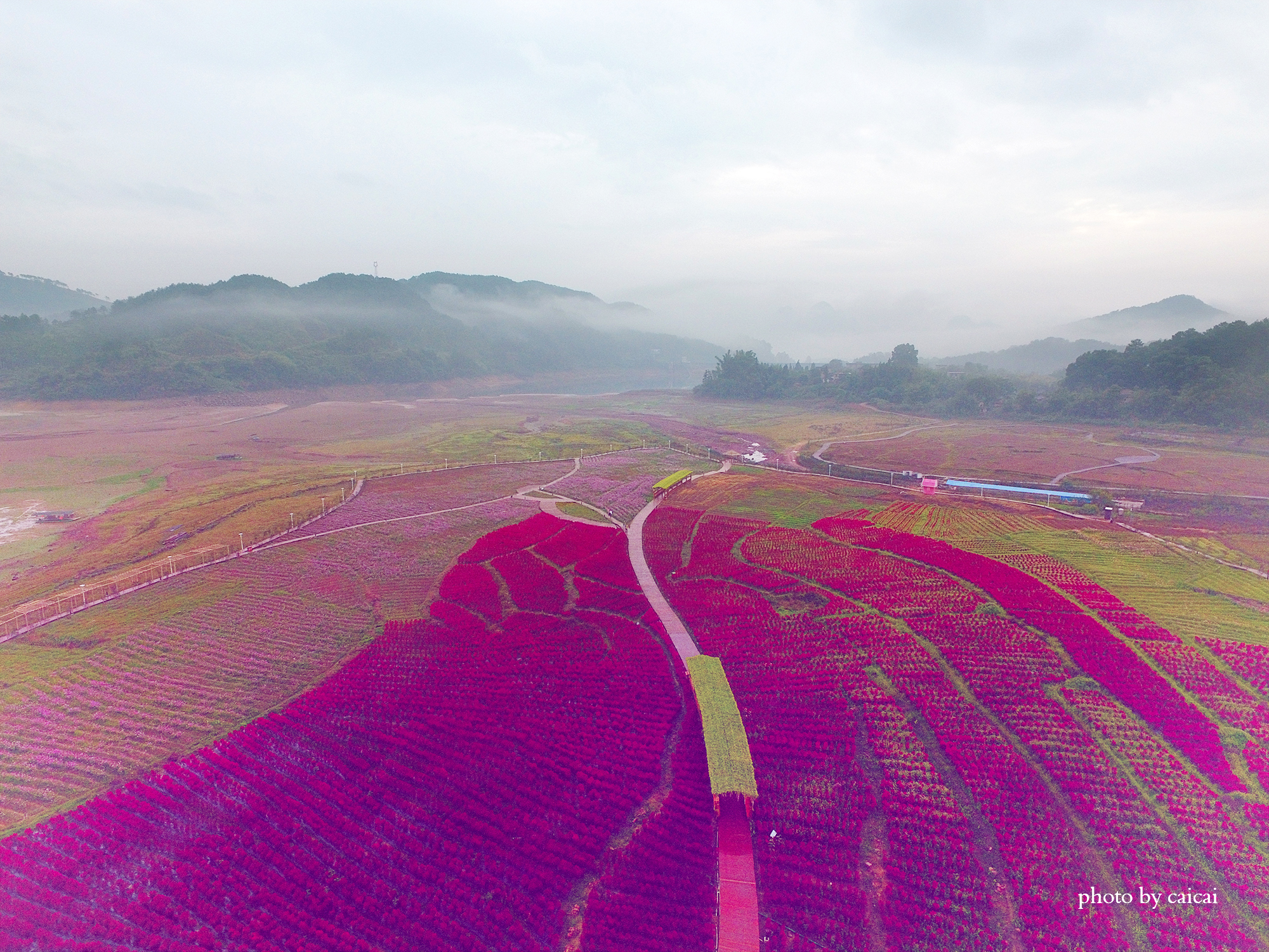 活力花海照片,2019黄姚花海