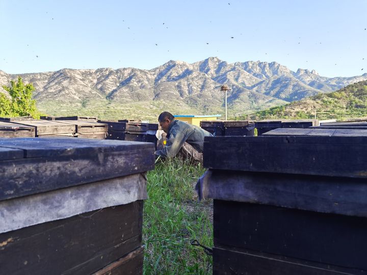 原生态蜂蜜是什么味道,蜂蜜纯天然正宗蜂蜜是什么样