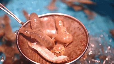 鲜嫩多汁网红的高压锅生蚝,蒜蓉生蚝罐头即食乳山生蚝