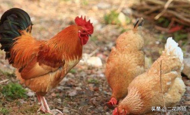 鸡采食量下降什么原因,鸡采食量下降用什么药好