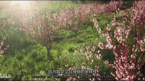 十年前，一对美国夫妻为了流浪狗买下1200亩的荒地，现在年入千万