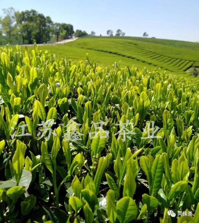 最高品质的抹茶,鑫品抹茶