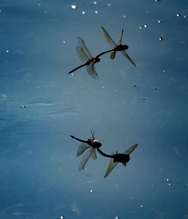 为什么蜻蜓不会杂交,蜻蜓为什么是两性生殖