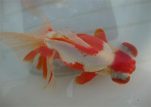 常见的金鱼种类与区别,常见的金鱼图片及名称