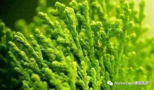 冻龄的活性成分,明星的抗老成分