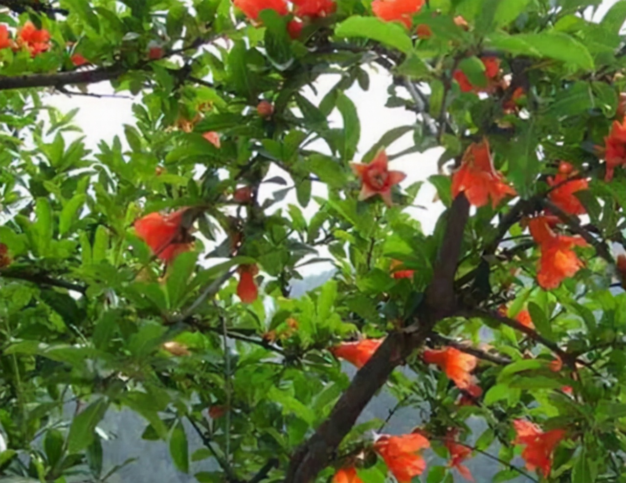 秋天吃石榴的功效,秋天吃石榴有什么好处有禁忌吗