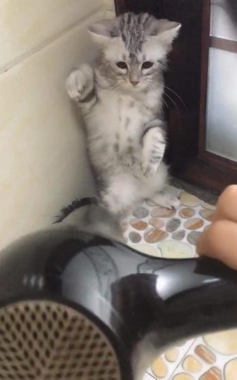 猫为什么一直看天花板害怕,猫对着天花板叫怎么回事