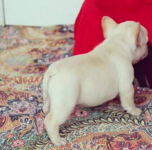 英国斗牛犬太臭了怎么办,法国斗牛犬怎么养才不臭