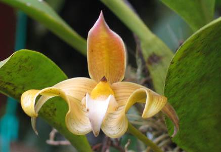 哪种兰花长在石头里好养,石头缝里开出的兰花什么意思