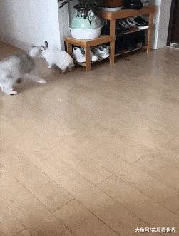 这只鹦鹉一直以为他是一只猴,所以每天都在重复做这个动作