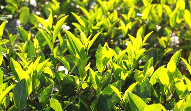 中国十大名茶排行榜前十名,中国十大红茶名茶最新排名