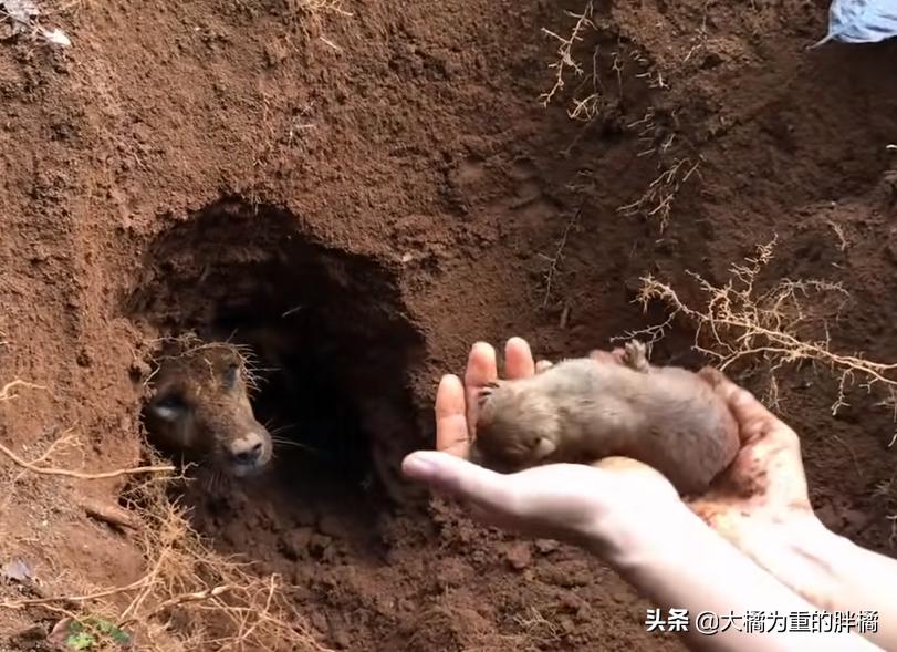 狗狗挖洞待产，分娩后遇到洞穴塌了，9只小狗先被救出