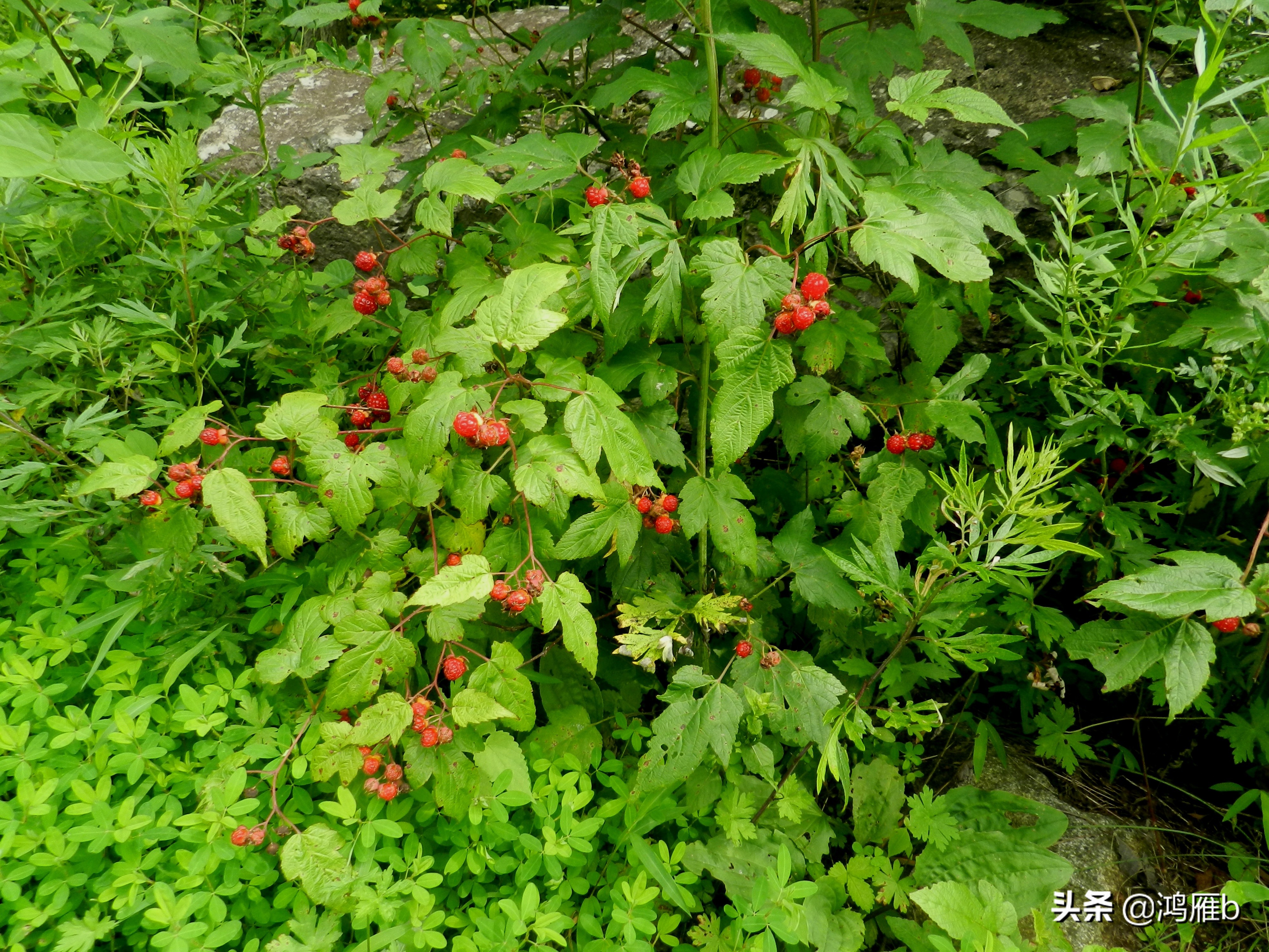 大山里的野果熟了想吃,山里的野果逐渐熟了
