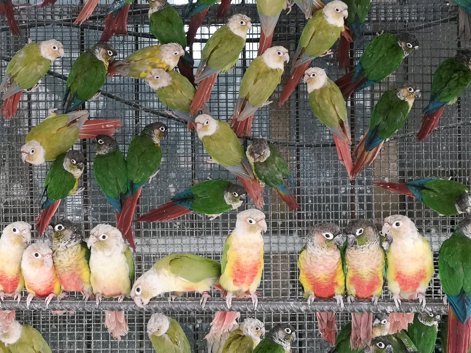 养了只鹦鹉被判10年的大学生,被判刑的鹦鹉