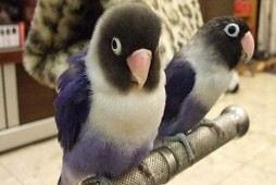 面类牡丹鹦鹉品种介绍及图片,牡丹鹦鹉品种介绍及图片和名字