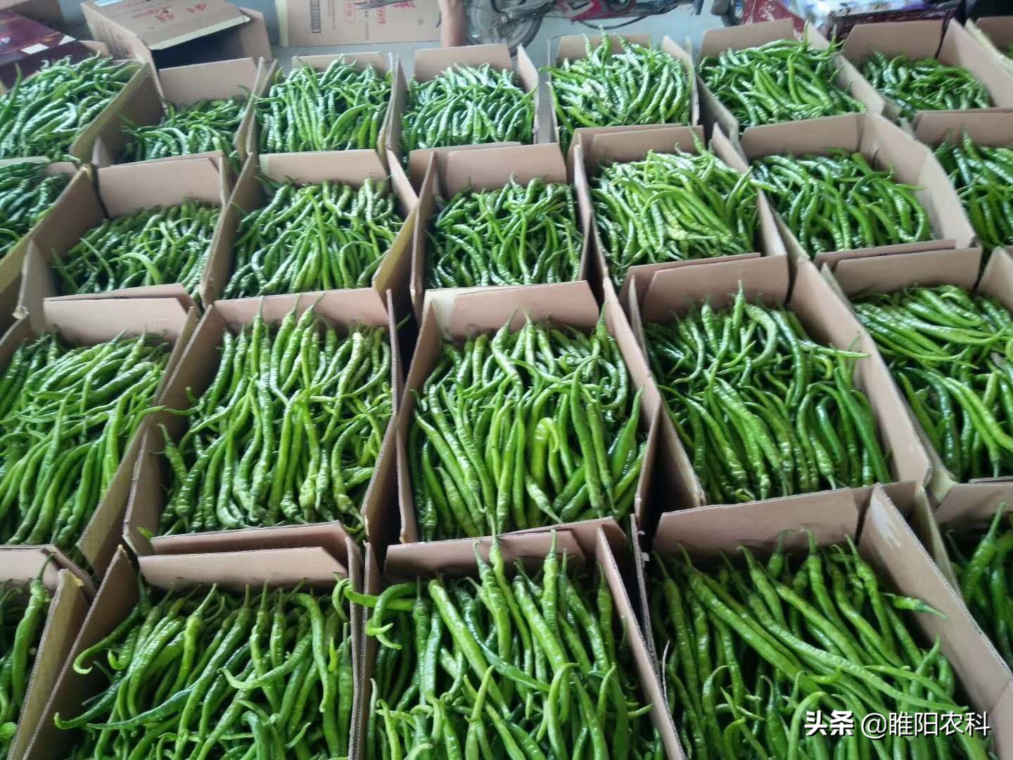 生物农药白僵菌的使用,地下害虫农药杀虫剂大全