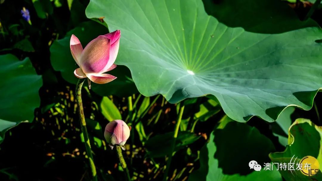 「澳门美景图辑」荷香飘飘