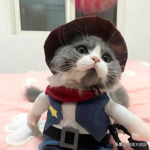 英短猫纯种怎么看,英短虎斑猫是纯种的吗