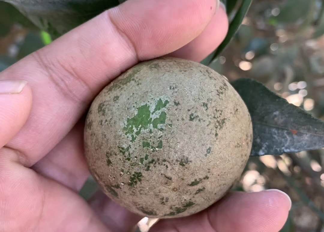柑橘白癞病阴蔽果园频发，与其他花皮果如何区分？该如何防治？