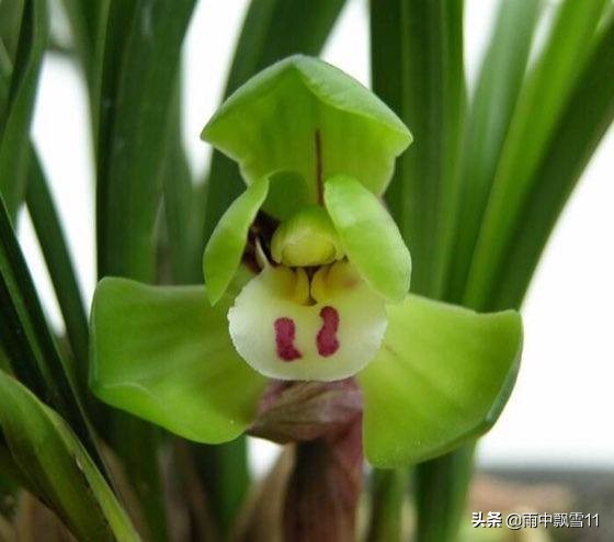 兰花上盆的正确方法图解,兰花上盆的十个小知识