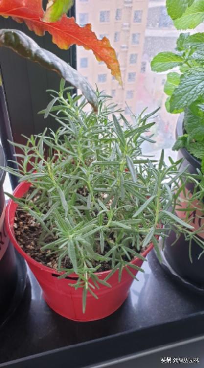 武汉养花技术哪里培训,北京养花小技巧