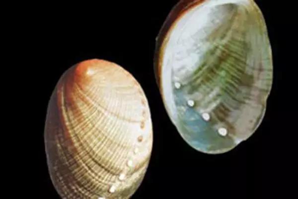 世界顶级鲍鱼菜图片,世界鲍鱼体型十大排行榜