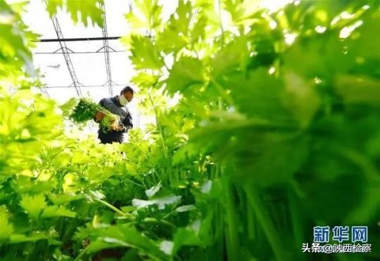 10元一斤的菜有哪些,10元10斤菜特价特暖心