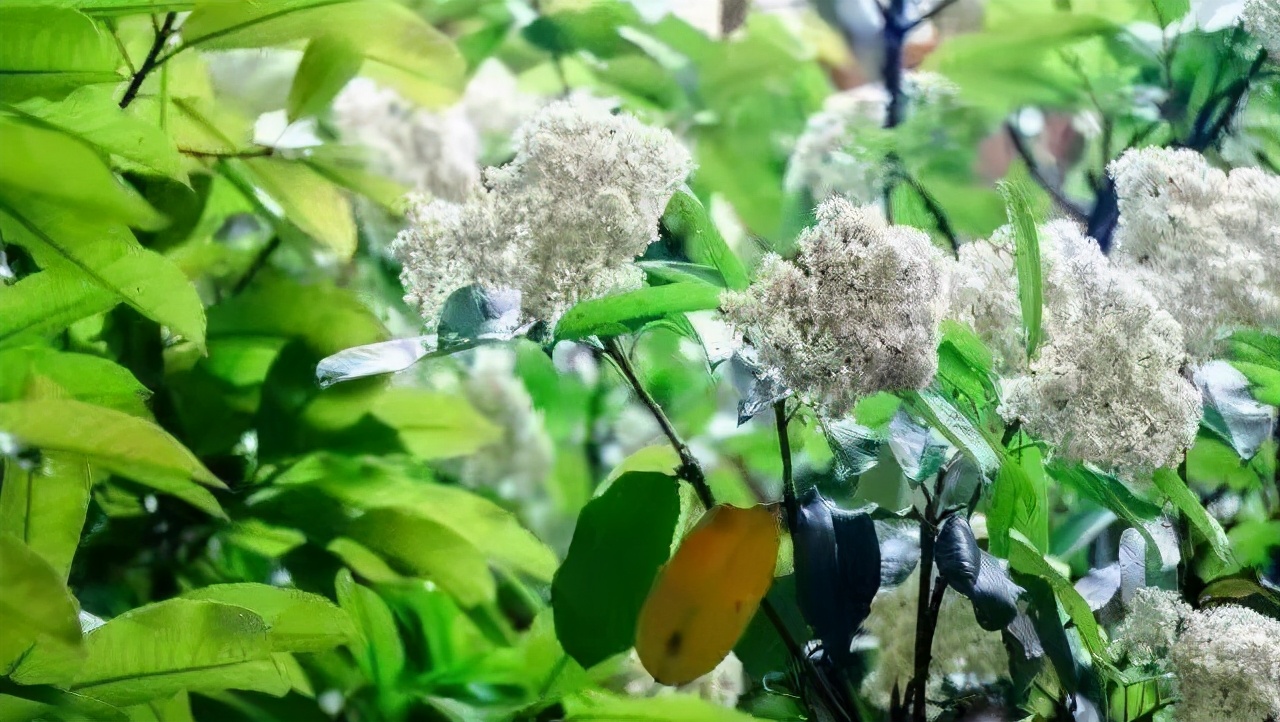 被人民日报点名的5所高校,湖北多名考生公开点名