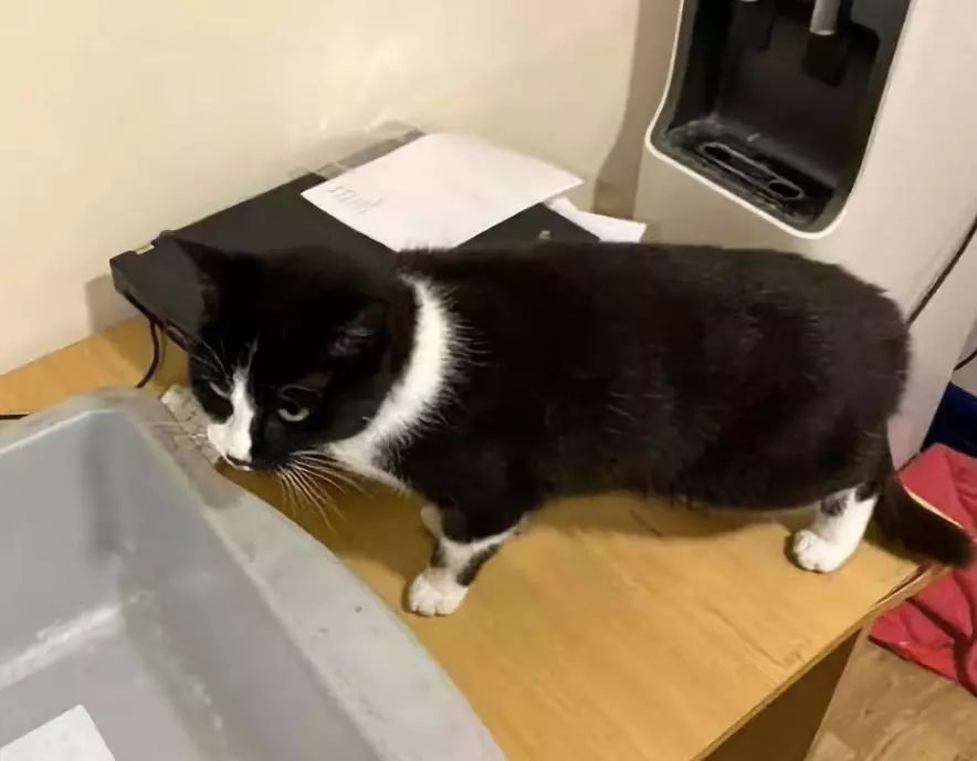 安检时猫在行李箱,安检行李箱有只猫