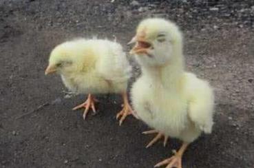 治鸡瘟最快的土办法,土方治鸡瘟