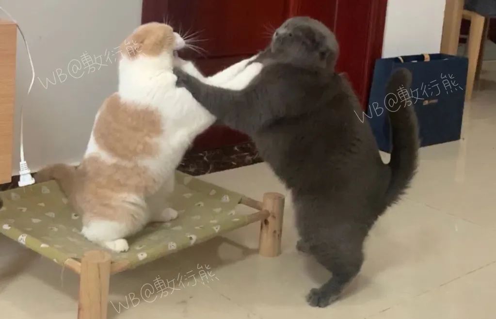 猫是只好猫，但被网友这么一弄…哈哈哈哈哈没脸见人了