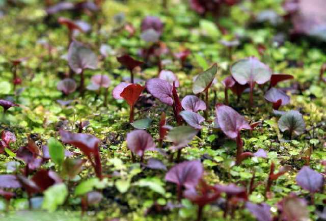 折耳根怎样种植才能高产,折耳根的种植方法和时间和技巧