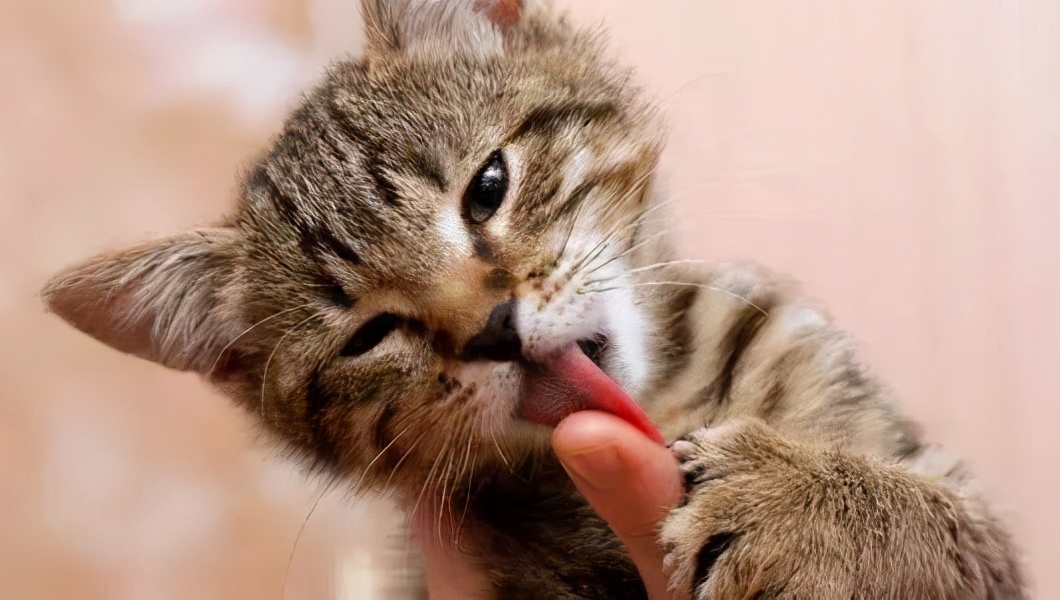 为什么猫咪喜欢舔你手,猫咪喜欢舔你并轻轻咬你