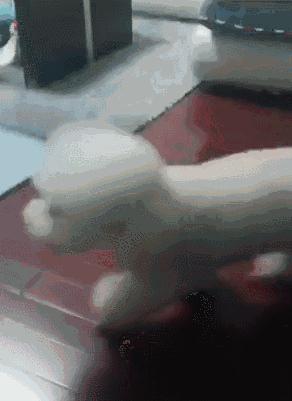 最伤狗的饲养方法是什么,养比熊犬要注意些什么