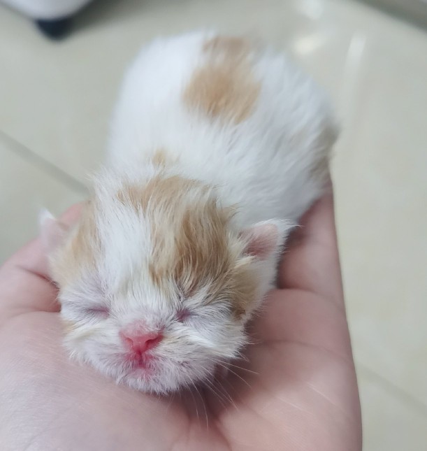 养猫踩坑,养猫踩哪些坑