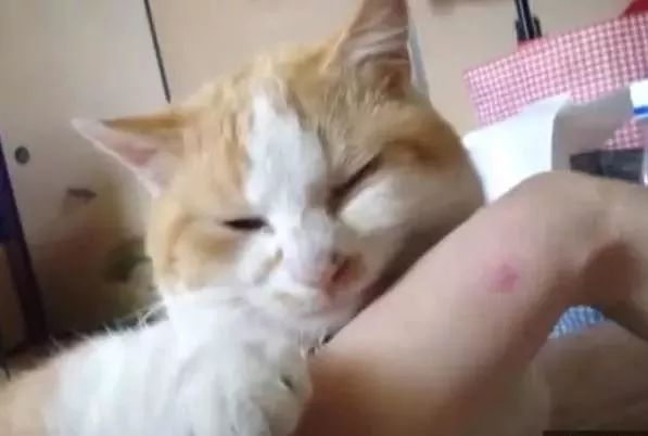 我脖子上的草莓，是猫咪种的