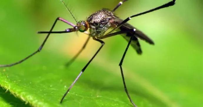 菜园里有白色的小飞虫,菜园里的神奇昆虫在哪里