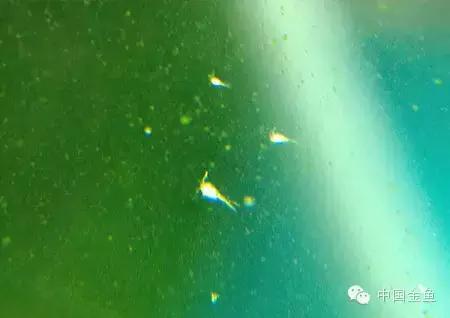 金鱼吃什么饲料既干净又有营养,金鱼都喂食什么饲料好吃