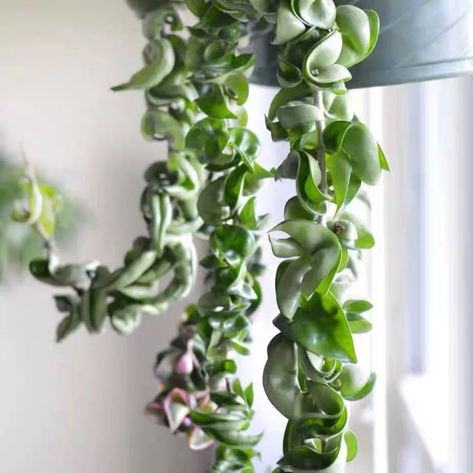 推荐4种垂吊花，不开花也好看，家里养几盆，呼呼长成绿窗帘