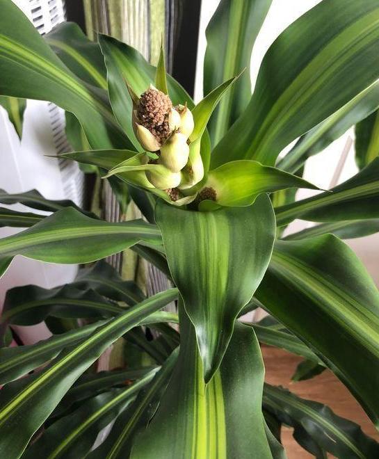 巴西木刚出四五片叶子能修剪吗,巴西木怎样修剪枝条视频教程