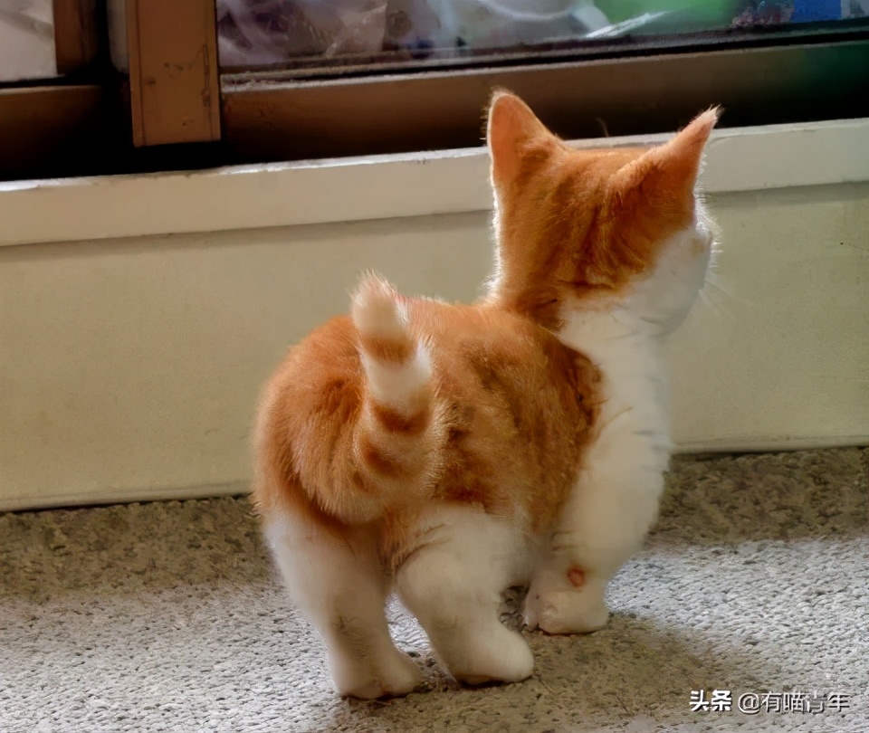 对着猫吹气会怎么样,对着猫吹烟有害吗