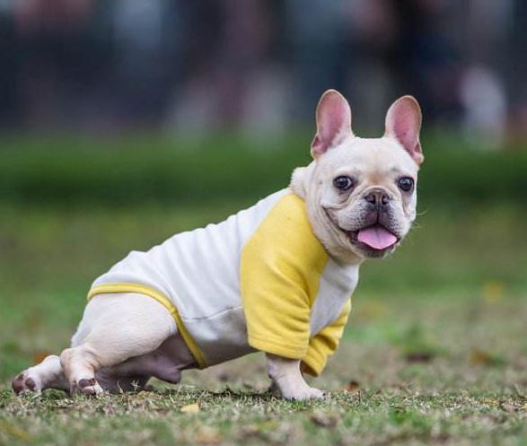 法牛为什么那么会放屁,法牛放屁严重么