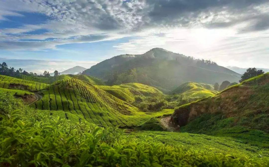 疫情过后小众品牌会怎么样,疫情过后中国品牌怎样发展