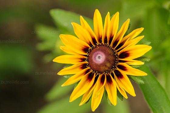 每天认识一种园林观花植物,黑心菊园林植物