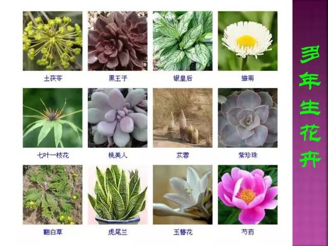 花卉大全500种观叶植物名称,1332种常见花卉植物图谱