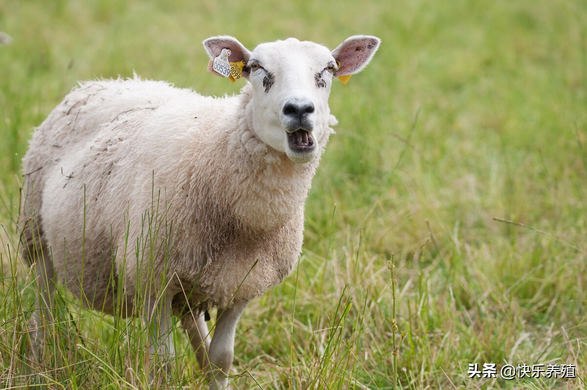 羊不受孕怎么治疗,羊配不怀孕是怎么回事