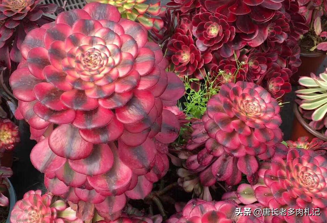 一般的多肉植物老桩价格是多少,1米高的法师多少钱